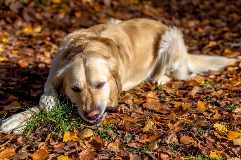 Are Golden Retrievers Aggressive? The Honest Truth (+ tips)