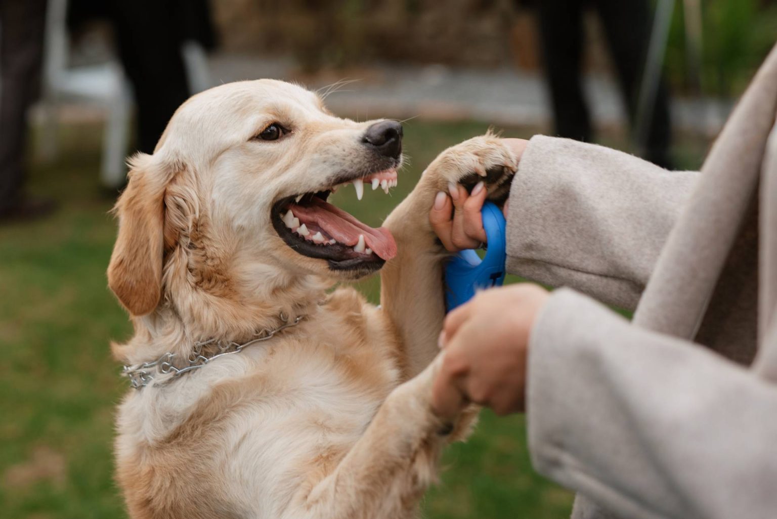 Are Golden Retrievers Aggressive? The Honest Truth (+ tips)