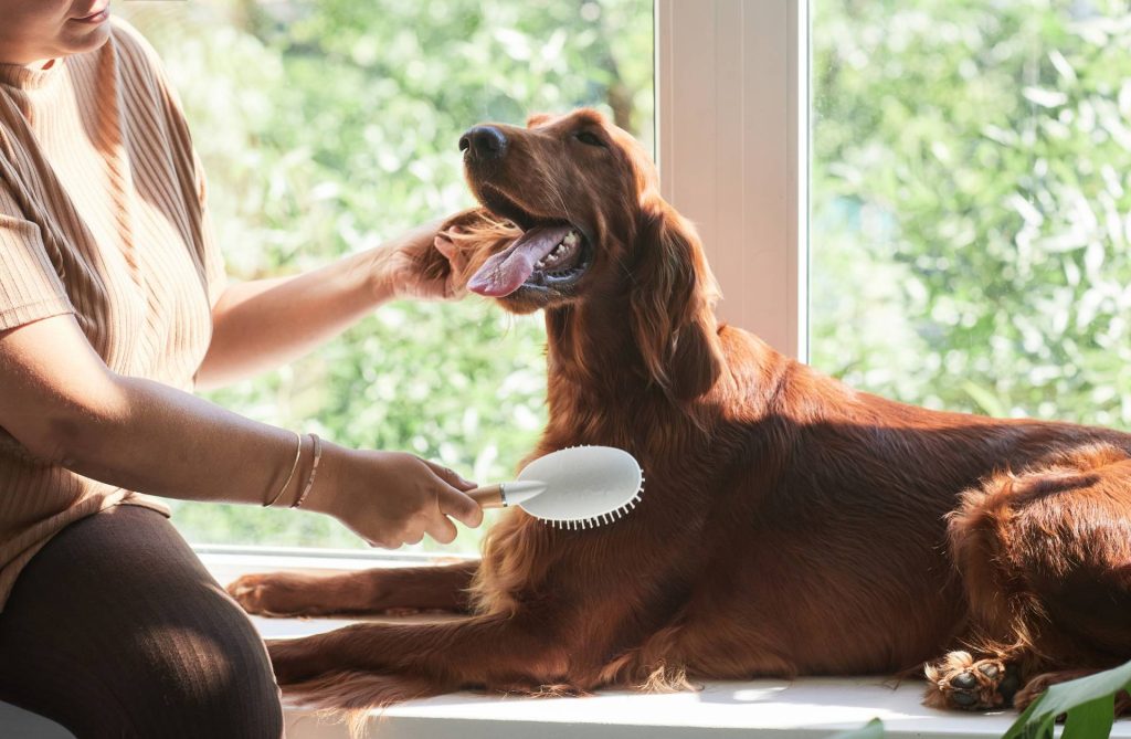 brushing golden retriever