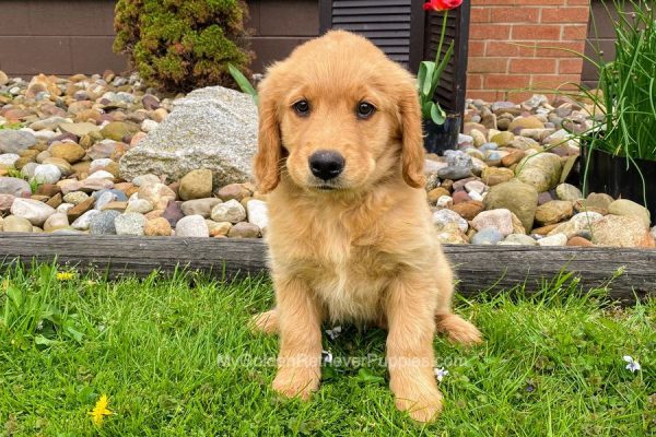 Image of Becky, a Golden Retriever puppy
