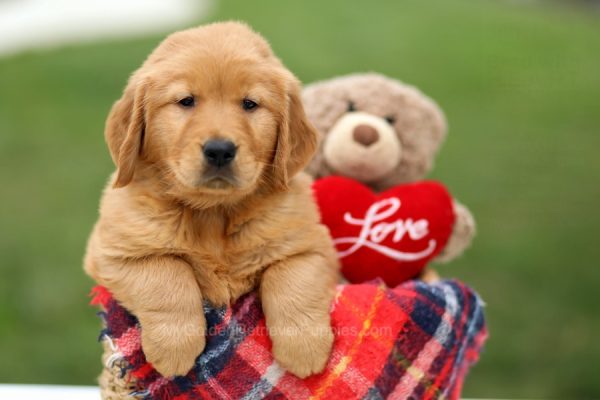 Image of Ohio, a Golden Retriever puppy