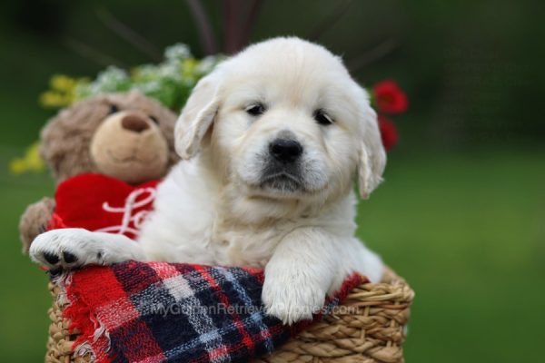 Image of Triva, a Golden Retriever puppy
