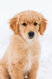 everything to know about golden retriever puppies