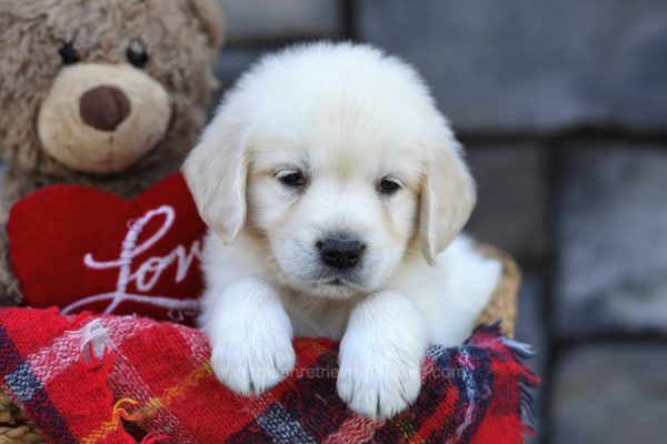 Image of Autumn, a Golden Retriever puppy