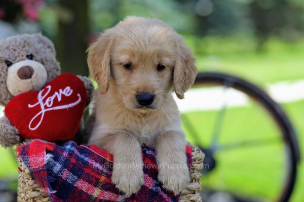 Image of Floyd, a Golden Retriever puppy