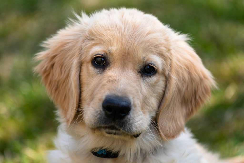 Golden Retriever Puppies