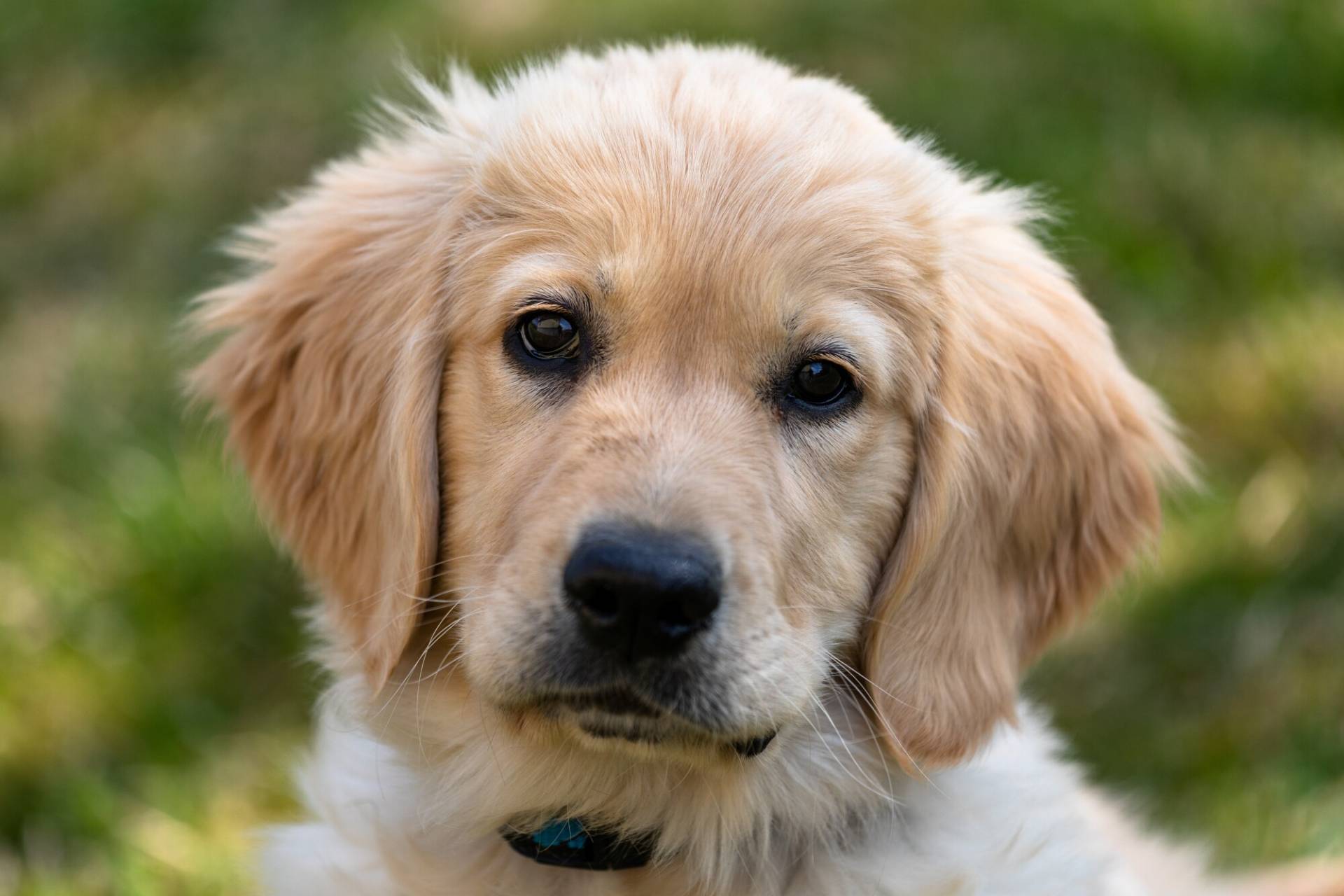 Golden Retriever Puppies Everything You Need To Know golden-retriever-puppies-everything-you-need-to-know