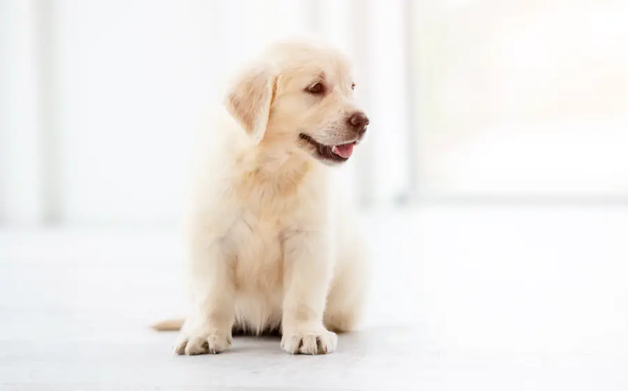 Golden Retriever puppy vaccination