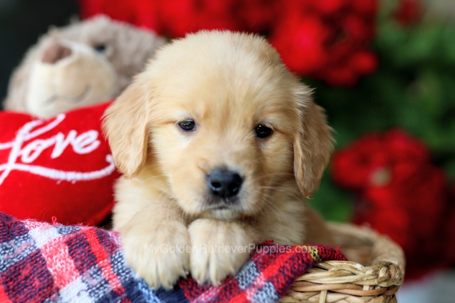 Harper Image of Harper, a Golden Retriever puppy
