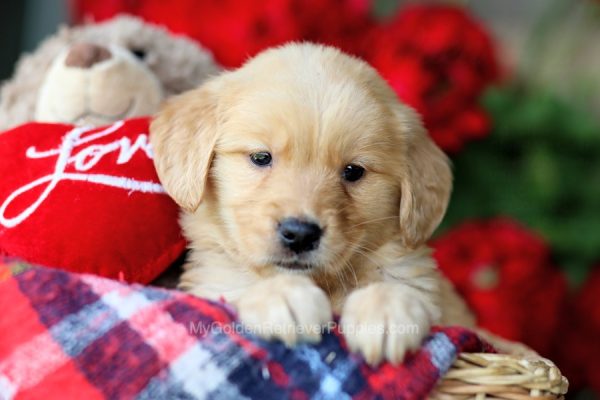 Image of Hope, a Golden Retriever puppy