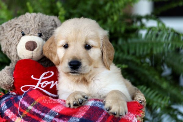 Image of Lonnie, a Golden Retriever puppy