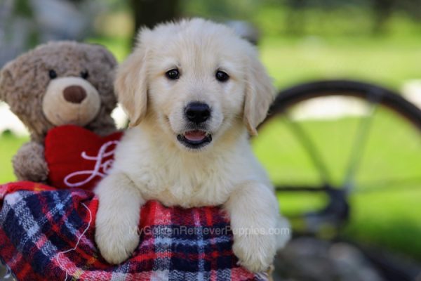 Image of Marlo, a Golden Retriever puppy