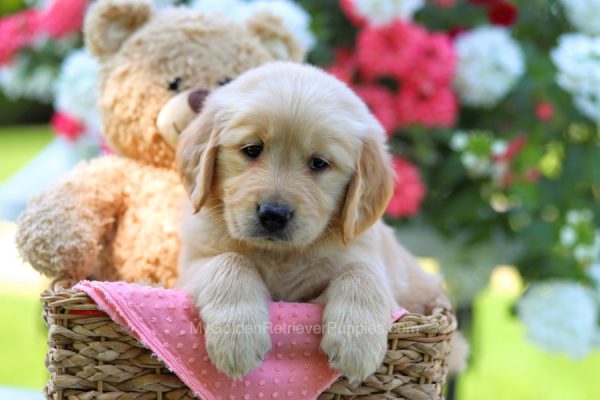 Image of Maverick, a Golden Retriever puppy