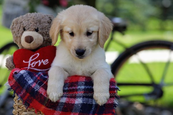 Image of Moki, a Golden Retriever puppy