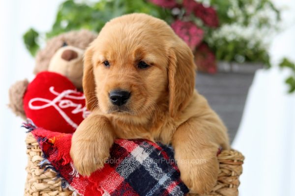 Image of Paris, a Golden Retriever puppy