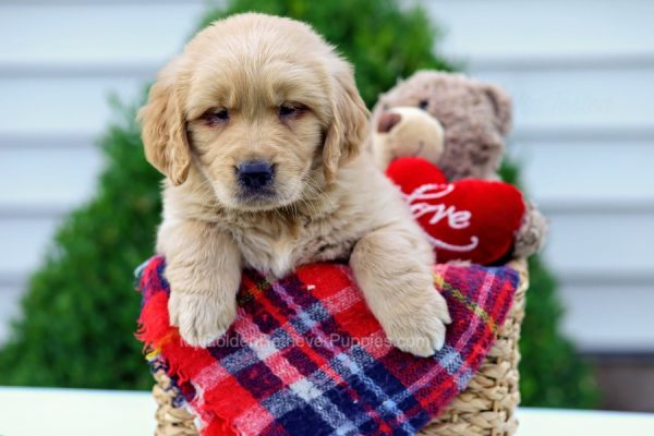 Image of Rusty, a Golden Retriever puppy
