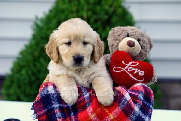 Image of Sally, a Golden Retriever puppy
