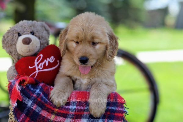 Image of Shiloh, a Golden Retriever puppy