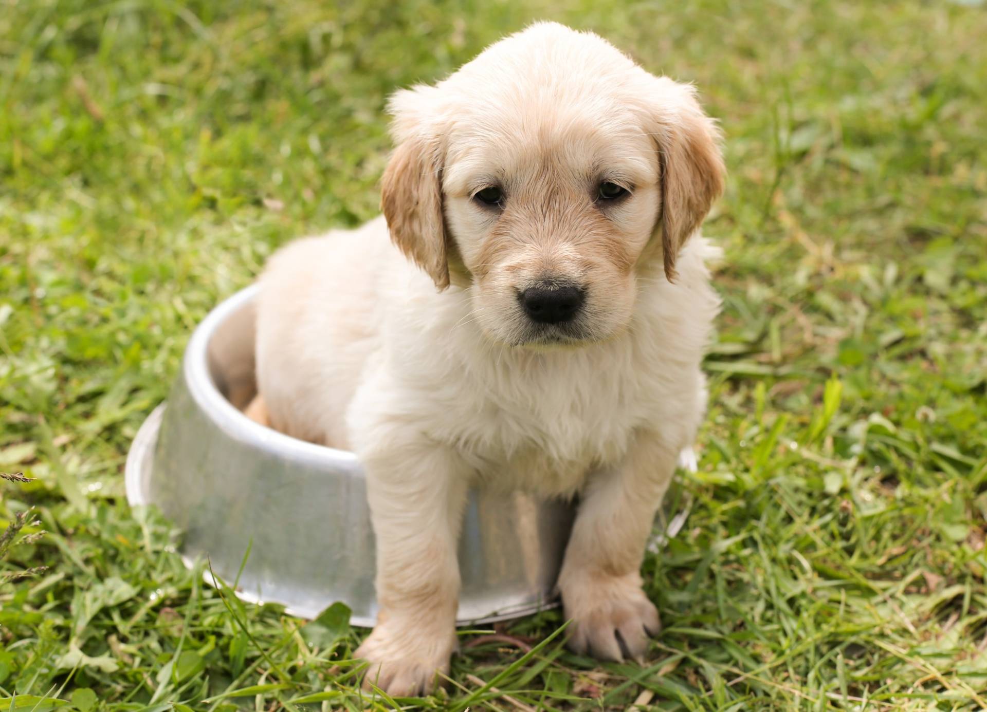 Stapel levend Surrey Golden Retriever Personality and Traits - My Golden Retriever Puppies