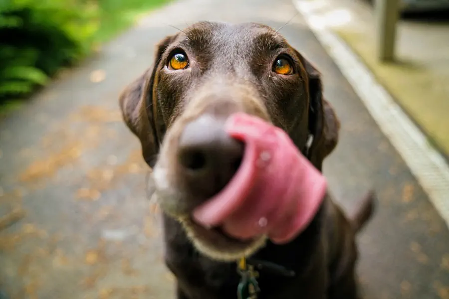 Can dogs eat watermelon