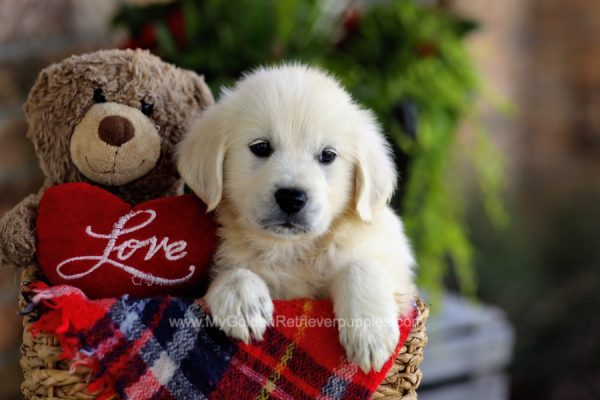 Image of Petunia, a Golden Retriever puppy