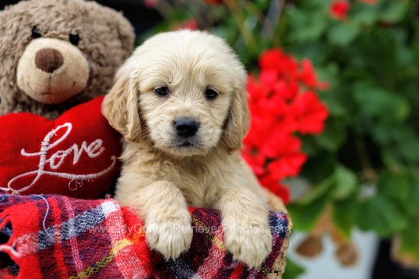 Image of Samantha, a Golden Retriever puppy