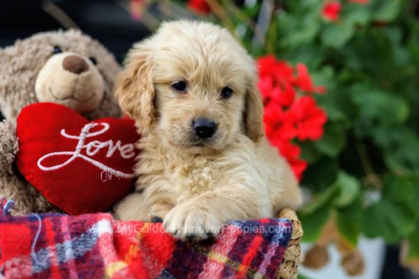 Image of Sophie, a Golden Retriever puppy