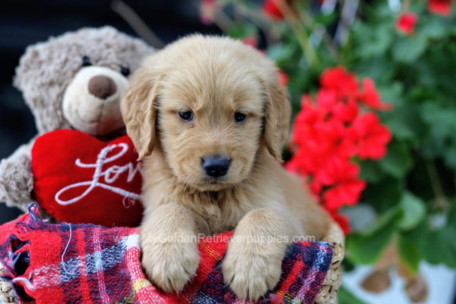 Stanley My Golden Retriever Puppies