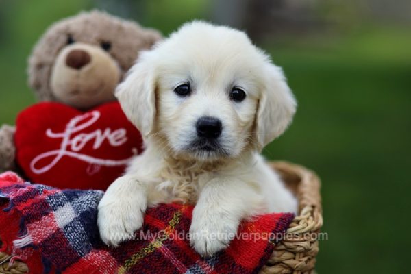 Image of Bella, a Golden Retriever puppy