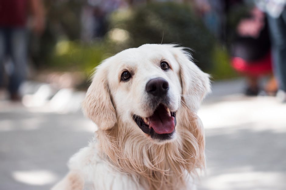 golden retriever lifespan