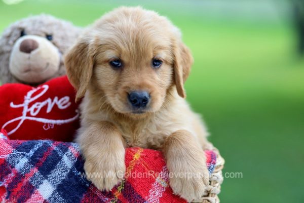 Image of Hans, a Golden Retriever puppy