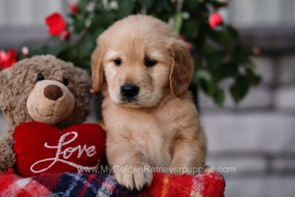 Image of Lacy, a Golden Retriever puppy