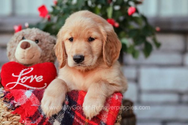 Image of Linda, a Golden Retriever puppy