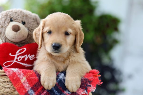 Image of Amy, a Golden Retriever puppy