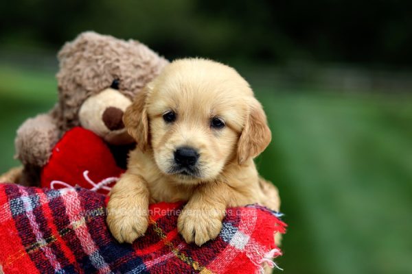 Image of Cami, a Golden Retriever puppy