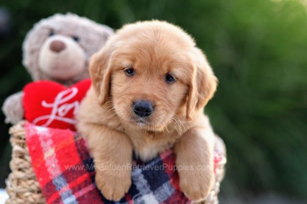 Image of Chester, a Golden Retriever puppy