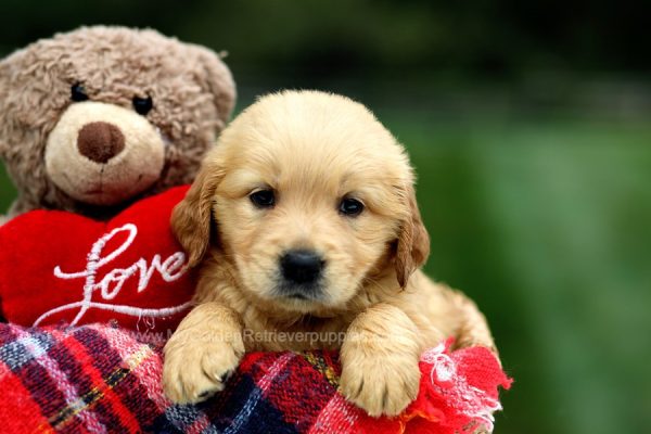 Image of Chloe, a Golden Retriever puppy