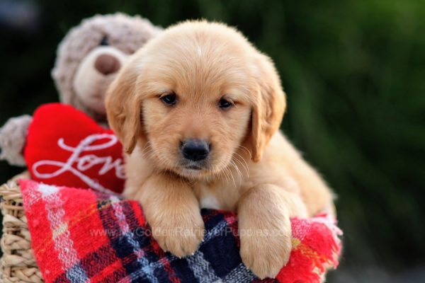 Image of Cindy, a Golden Retriever puppy