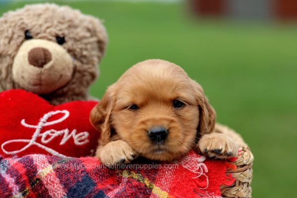 Image of Daisy, a Golden Retriever puppy