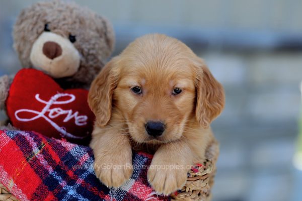 Image of Gabby, a Golden Retriever puppy