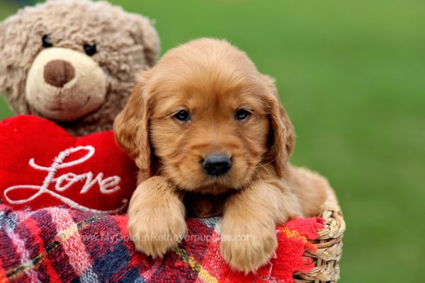 Image of Ike, a Golden Retriever puppy