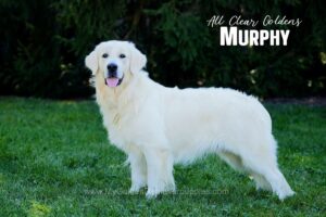 Image of Murphy  🤍 Abbie - June 20, a Golden Retriever puppy