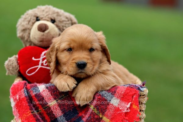 Image of Tessie, a Golden Retriever puppy