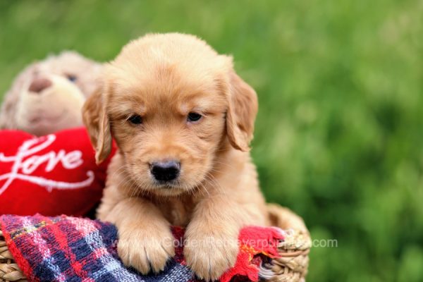 Image of Baxter, a Golden Retriever puppy