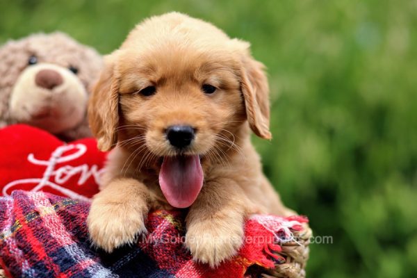 Image of Beau, a Golden Retriever puppy