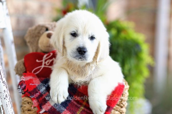 Image of Bee, a Golden Retriever puppy