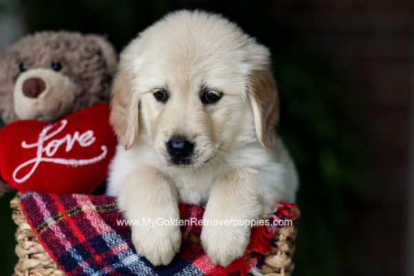 Image of Beula, a Golden Retriever puppy