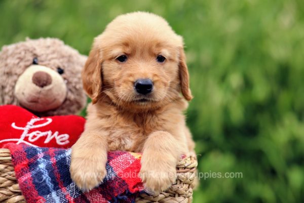 Image of Bubba, a Golden Retriever puppy