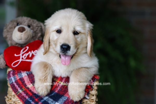 Image of Buster, a Golden Retriever puppy