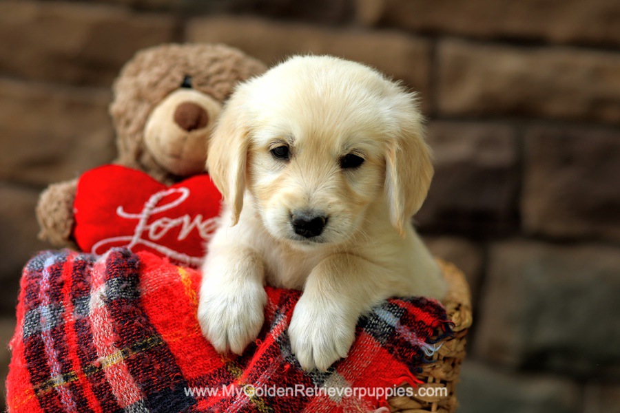 Cinnamon My Golden Retriever Puppies